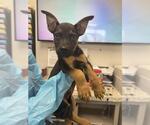 Small Mutt