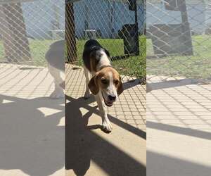 Mutt Dogs for adoption in Rustburg, VA, USA