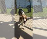 Small Mutt