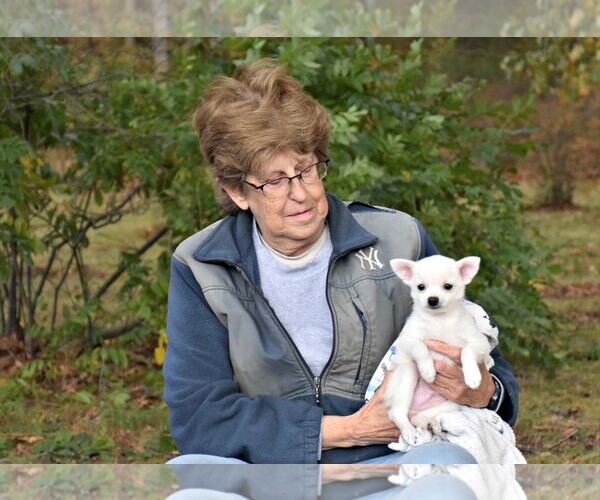 Medium Photo #5 Chihuahua-Unknown Mix Puppy For Sale in Spring Lake, NJ, USA