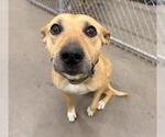 Small Staffordshire Bull Terrier Mix