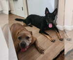 Small #1 German Shepherd Dog