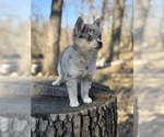 Small #14 Alaskan Klee Kai-Pomsky Mix