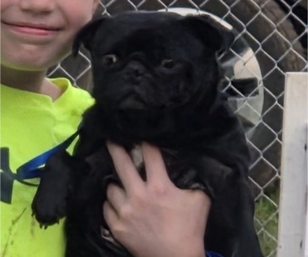 Medium Photo #1 Muggin Puppy For Sale in HILLSDALE, MI, USA