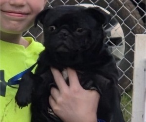 Mother of the Muggin puppies born on 09/17/2025