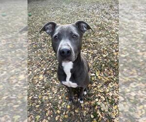 Mutt Dogs for adoption in Plano, TX, USA