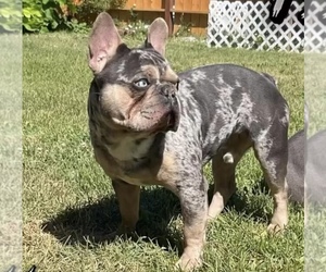Father of the French Bulldog puppies born on 04/27/2025