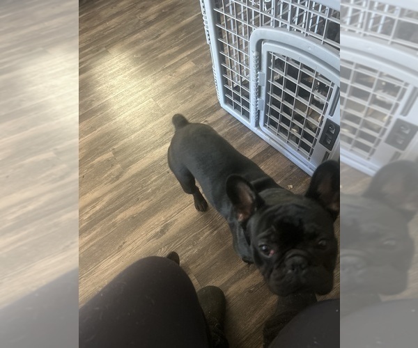 Medium Photo #1 Poodle (Miniature) Puppy For Sale in RANCHO CORDOVA, CA, USA