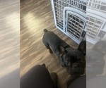 Small Photo #1 Poodle (Miniature) Puppy For Sale in RANCHO CORDOVA, CA, USA