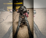 Small Photo #1 German Shorthaired Pointer Puppy For Sale in MESQUITE, TX, USA