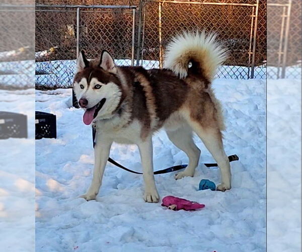 Medium Photo #2 Siberian Husky Puppy For Sale in Hewitt, NJ, USA