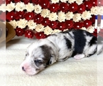 Puppy smore Cardigan Welsh Corgi