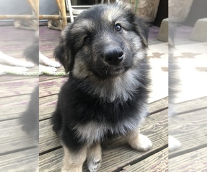 German Shepherd Dog-Great Pyrenees Mix Puppy for sale in STOW, OH, USA