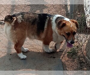 Australian Shepherd-Pembroke Welsh Corgi Mix Puppy for sale in KEENESBURG, CO, USA