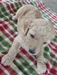 Small Photo #3 Goldendoodle Puppy For Sale in BOLIVAR, MO, USA