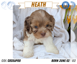 Small Photo #84 Cock-A-Poo Puppy For Sale in GOSHEN, IN, USA