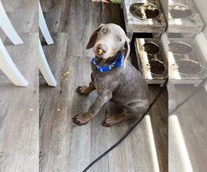 Doberman Pinscher Puppy for sale in NEWNAN, GA, USA