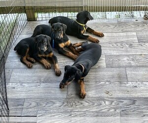 Doberman Pinscher Puppy for Sale in BLOOMINGTON SPRINGS, Tennessee USA