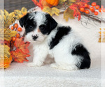 Puppy Puppy 1 YorkiePoo