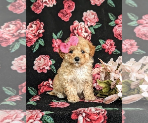 Medium Photo #1 Poovanese Puppy For Sale in STRASBURG, PA, USA