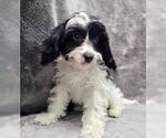 Small #4 Cavalier King Charles Spaniel