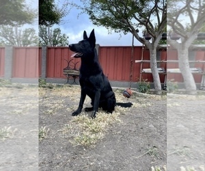 German Shepherd Dog Puppy for sale in HAYWARD, CA, USA