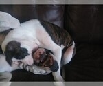 Small Photo #5 American Bulldog Puppy For Sale in CALDWELL, ID, USA