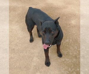 Love - Female Labrador Retriever Dog for Adoption - Photo #8