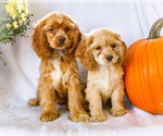 Image preview for Ad Listing. Nickname: Litter of 3
