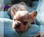 Small Photo #17 French Bulldog Puppy For Sale in ADRIAN, MI, USA