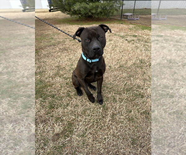 Medium Photo #1 Mutt Puppy For Sale in Evansville, IN, USA