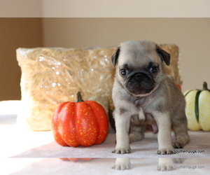 Pug Puppy for sale in WINNSBORO, TX, USA