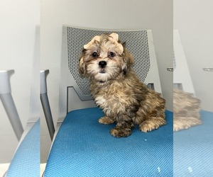 ShihPoo Puppy for sale in RANDOLPH, MA, USA