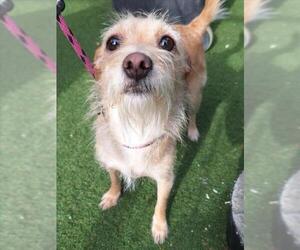 Mutt Dogs for adoption in Woodland, CA, USA