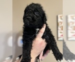 Small Photo #5 Aussiedoodle Puppy For Sale in MORGANTON, NC, USA