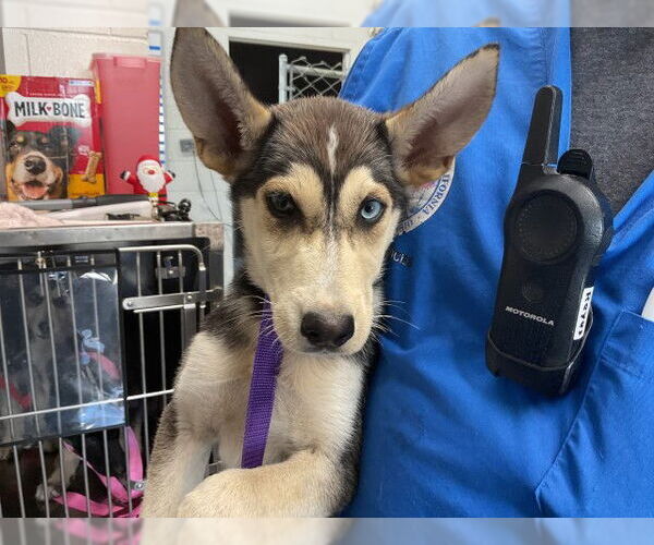 Medium Photo #1 German Shepherd Dog-Unknown Mix Puppy For Sale in San Bernardino, CA, USA