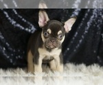 Small Photo #5 French Bulldog Puppy For Sale in WARSAW, IN, USA