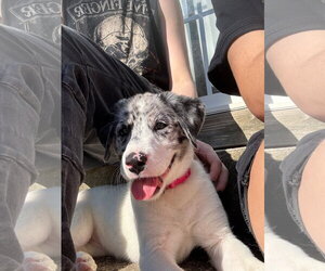 Australian Shepherd Dogs for adoption in Thomasville, NC, USA