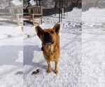 Small Mutt