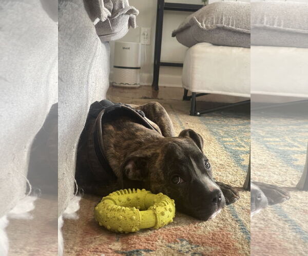 Medium Photo #2 Mutt Puppy For Sale in Mount Pleasant, SC, USA