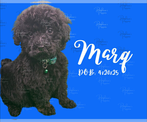 Medium Photo #1 Portuguese Water Dog Puppy For Sale in POWDER SPRINGS, GA, USA