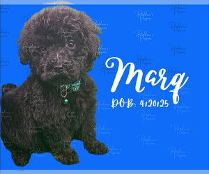Medium Portuguese Water Dog