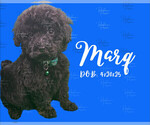 Puppy 4 Portuguese Water Dog