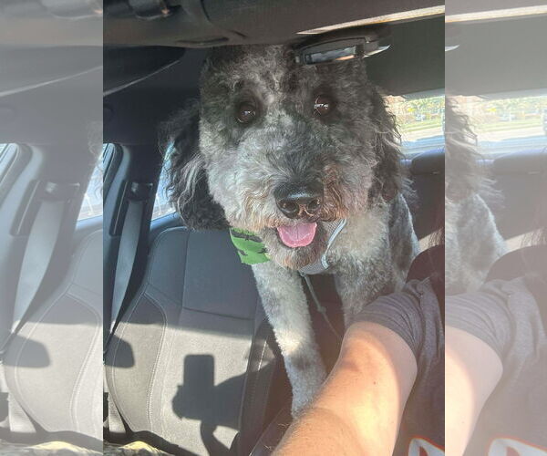 Medium Photo #4 Aussiedoodle Puppy For Sale in Lee's Summit, MO, USA