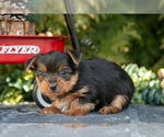 Small Photo #6 Yorkshire Terrier Puppy For Sale in KIRKWOOD, PA, USA