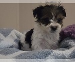 Puppy Tripp Yorkshire Terrier