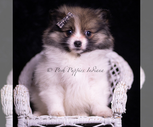 Medium Pomeranian