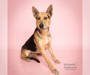 CHARLIE - Male German Shepherd Dog Dog for Adoption - Photo #2