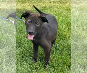 Labrador Retriever-Unknown Mix Dogs for adoption in Plainfield, IL, USA