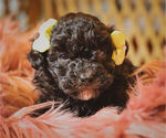 Small Photo #6 Poodle (Miniature)-Shih-Poo Mix Puppy For Sale in MADISONVILLE, TN, USA